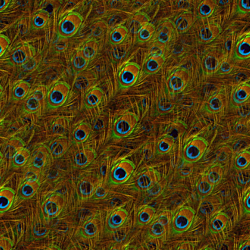 Plume 1-11 Plume 1-11