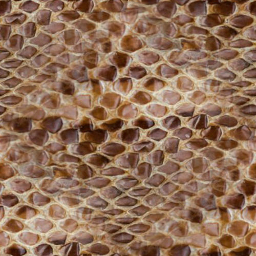 Peau de serpent 1-11