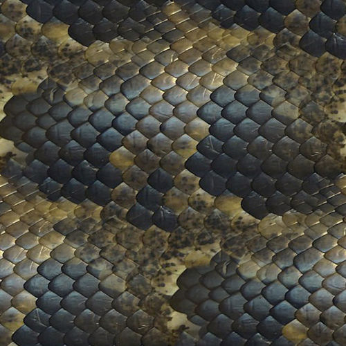 Peau de serpent 2-7