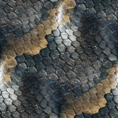 Peau de serpent 4-7
