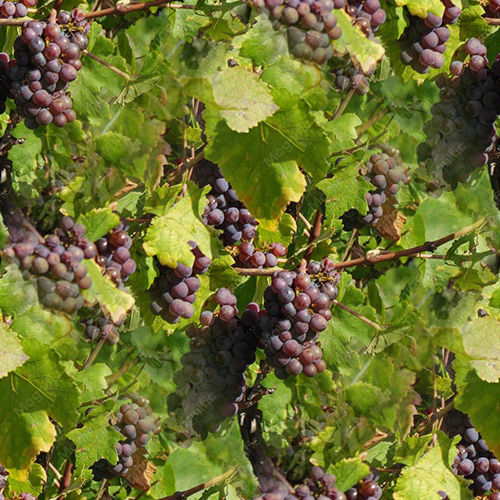 Vigne 2-8 Vigne 2-8
