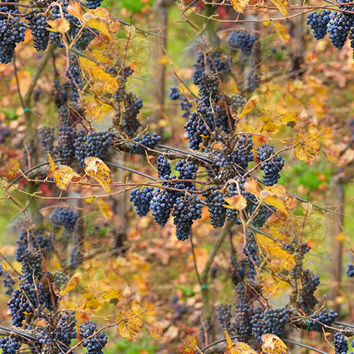Vigne 3-12 Vigne 3-12