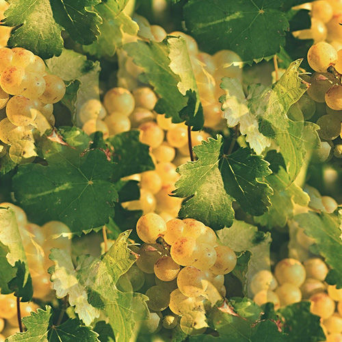 Vigne 3-3 Vigne 3-3