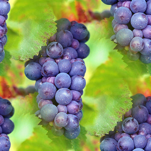 Vigne 3-5 Vigne 3-5