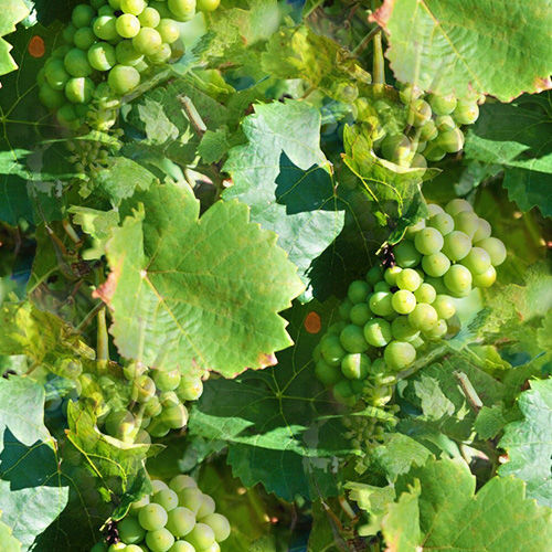 Vigne 3-8 Vigne 3-8
