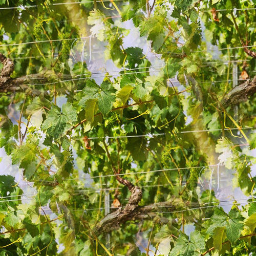 Vigne 4-10 Vigne 4-10