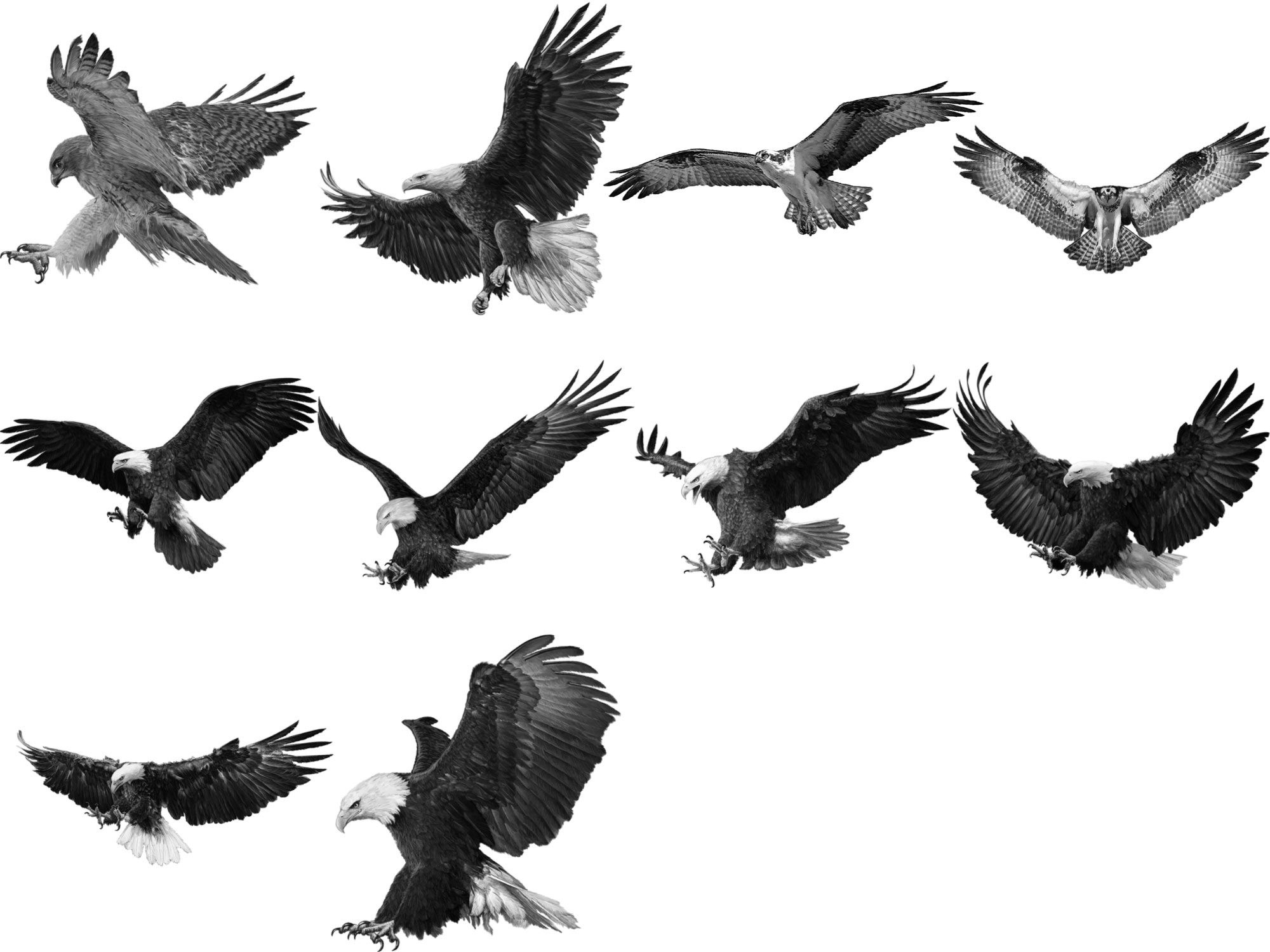 Pinceaux Aigles (2)
