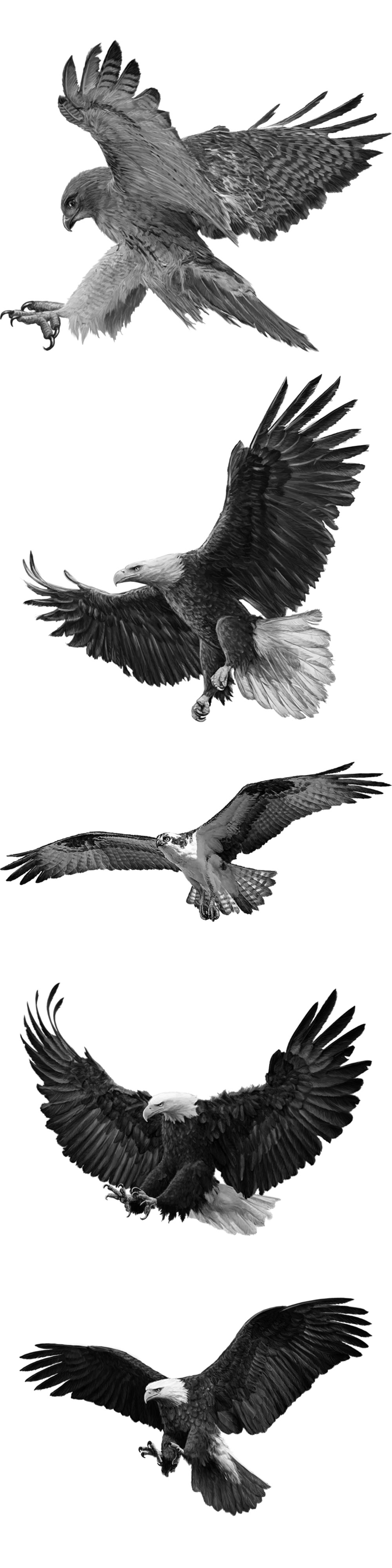 Pinceaux Aigles (2)