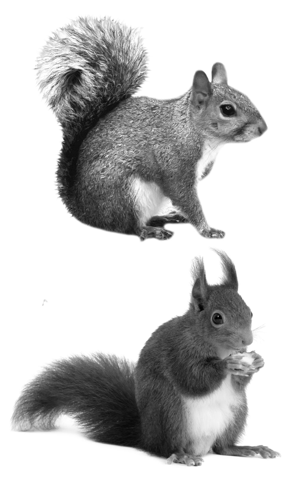 Pinceaux Écureuils (1)