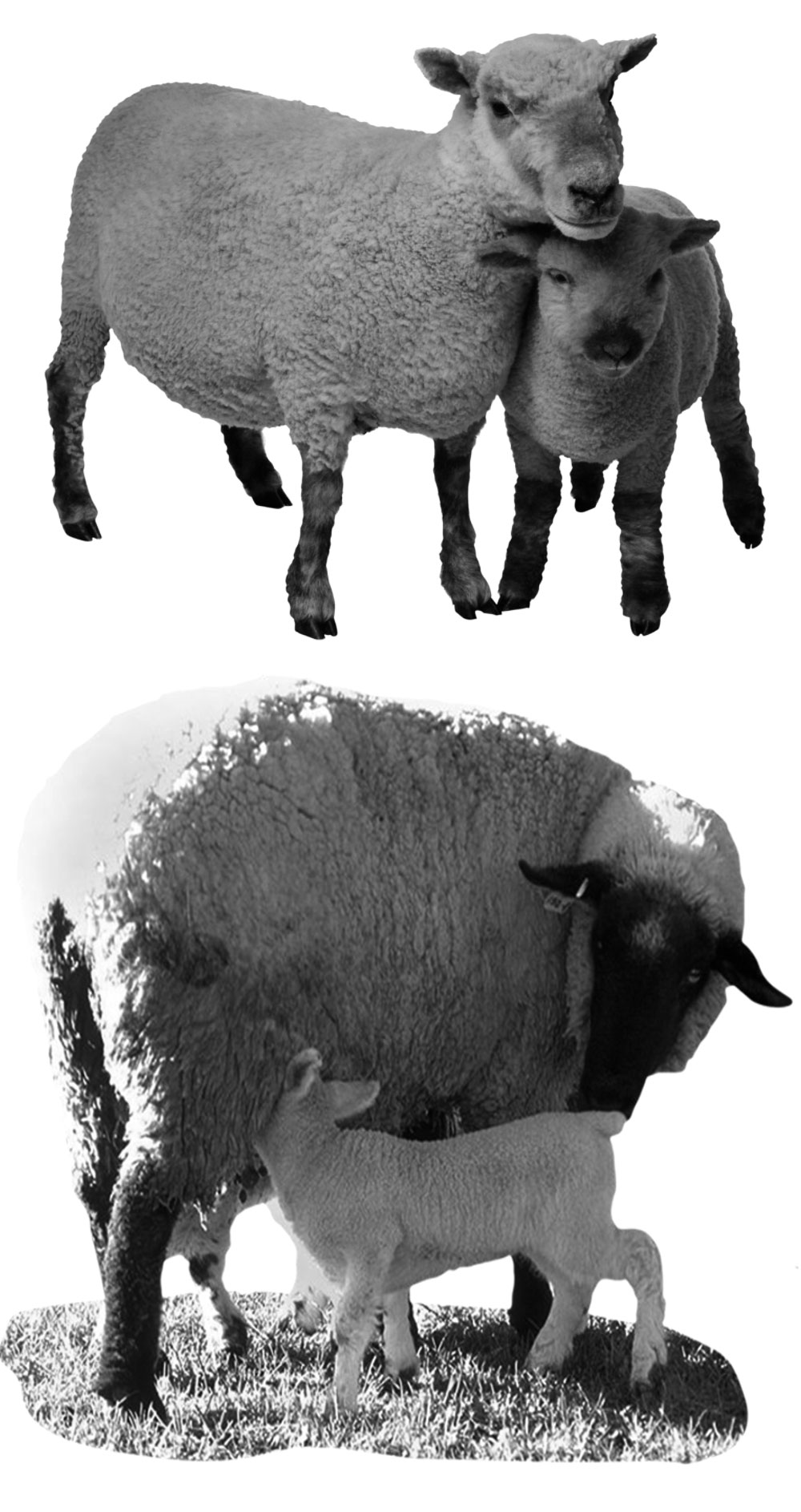 Pinceaux Moutons (1)