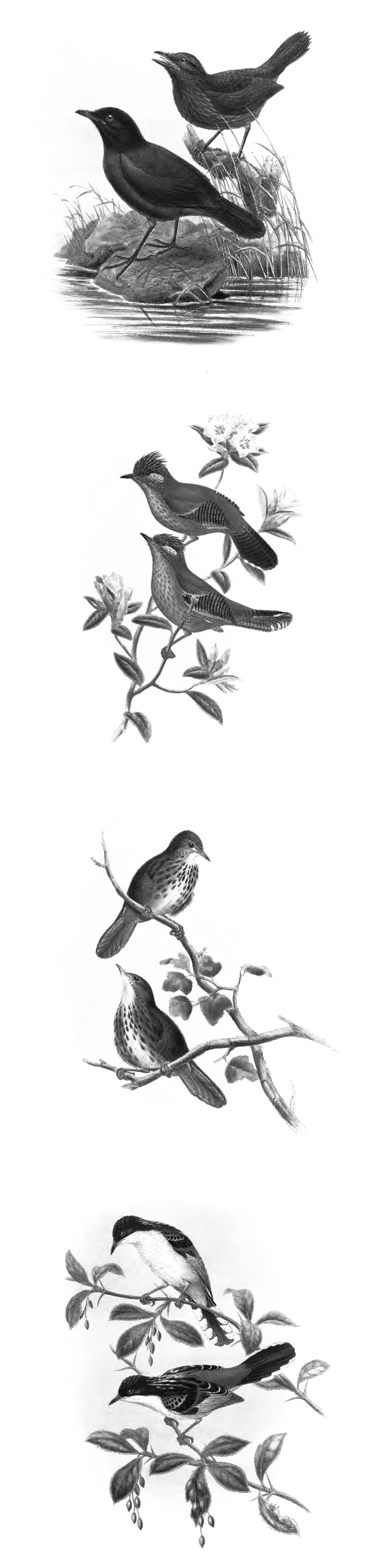 Pinceaux Oiseaux (1)