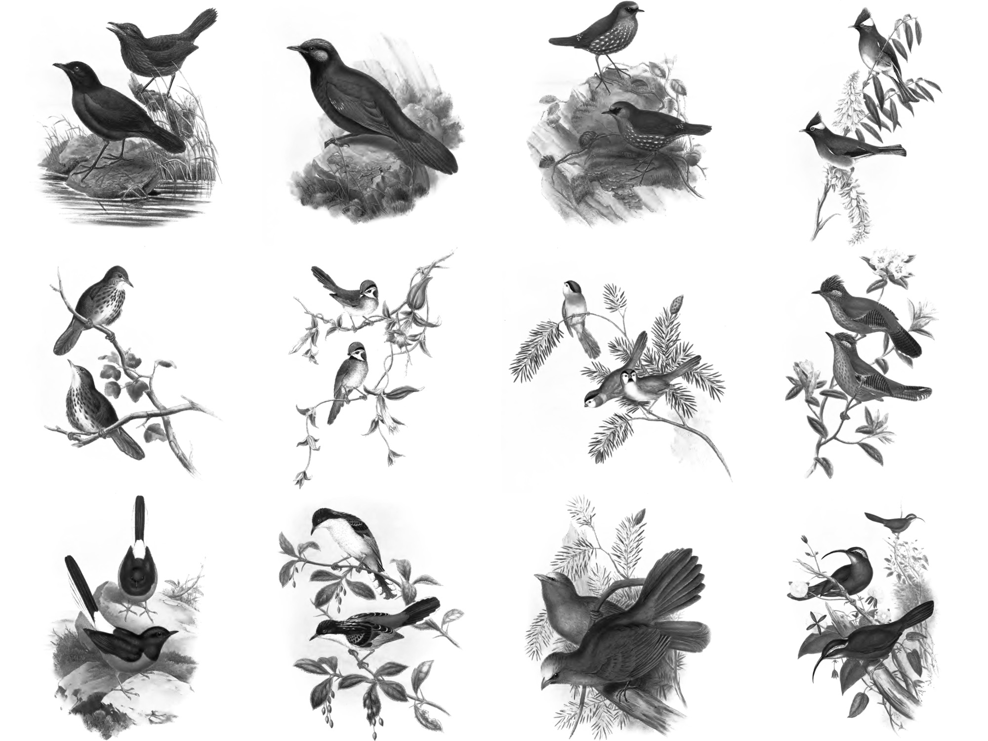 Pinceaux Oiseaux (1)