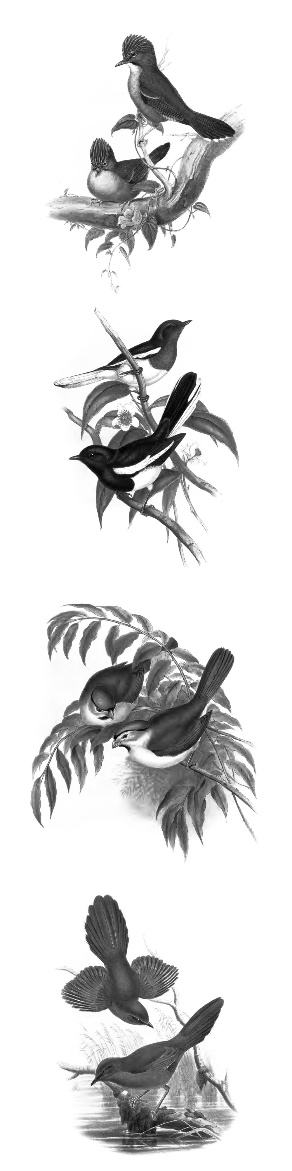 Pinceaux Oiseaux (2)