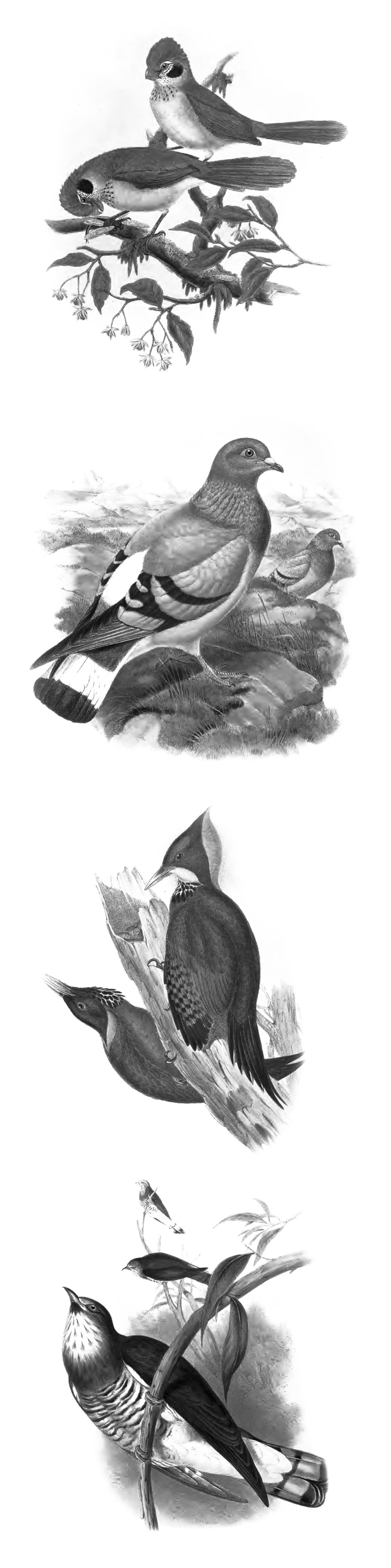 Pinceaux Oiseaux (3)