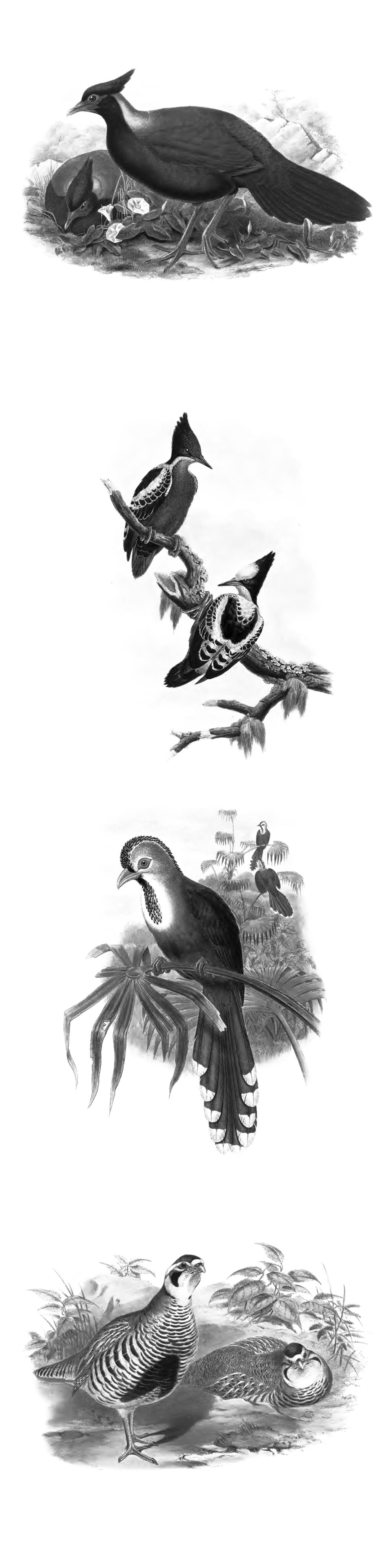 Pinceaux Oiseaux (4)