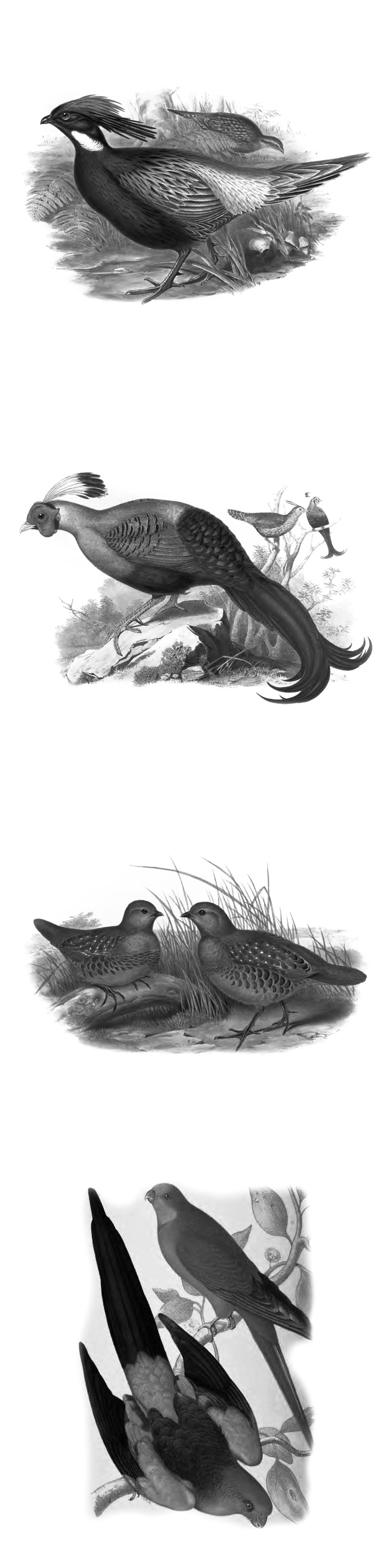 Pinceaux Oiseaux (5)