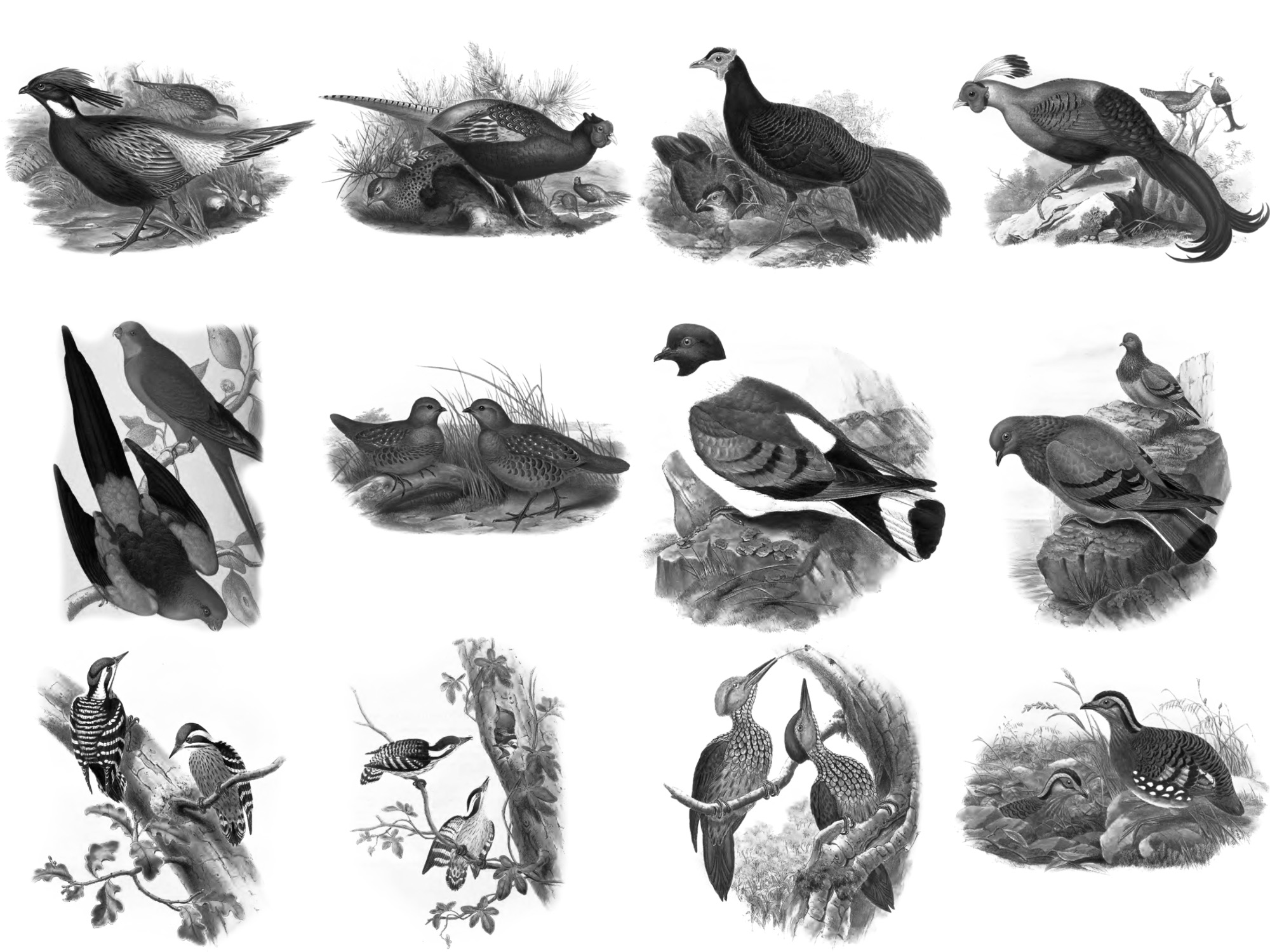 Pinceaux Oiseaux (5)