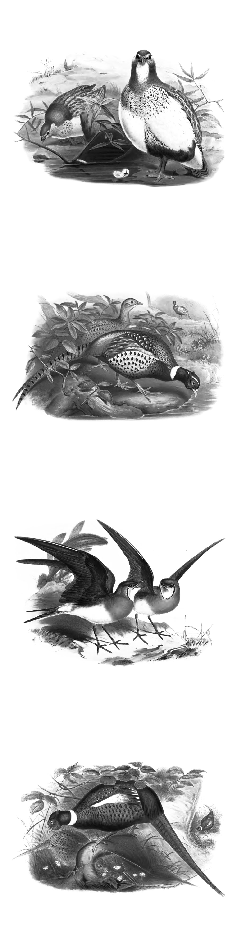 Pinceaux Oiseaux (6)