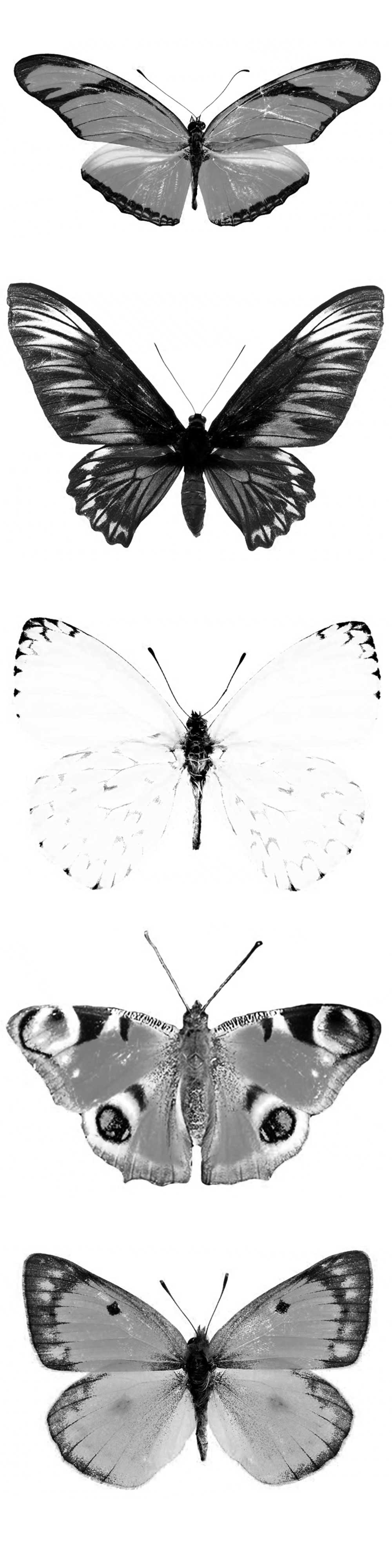 Pinceaux Papillons (2)