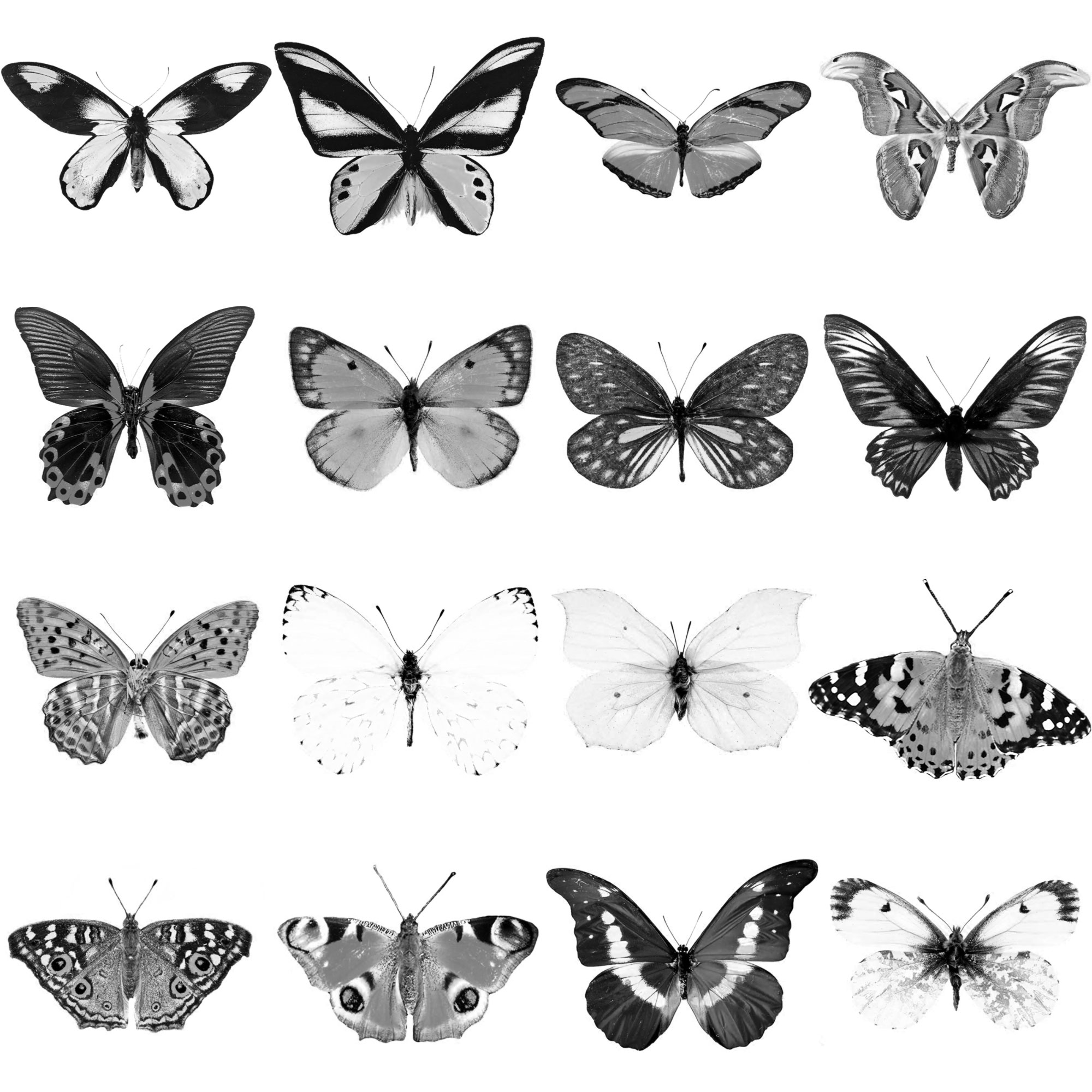 Pinceaux Papillons (2)