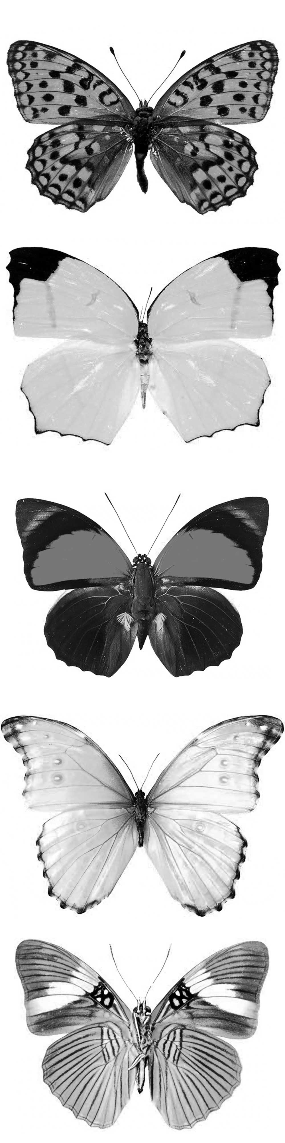 Pinceaux Papillons (3)