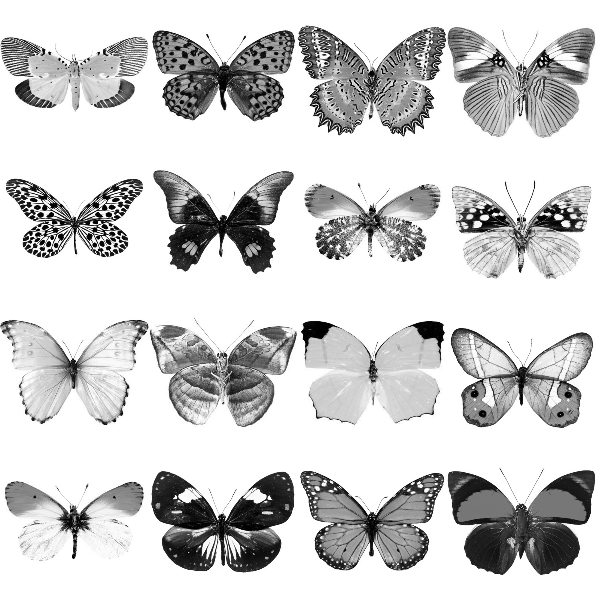 Pinceaux Papillons (3)