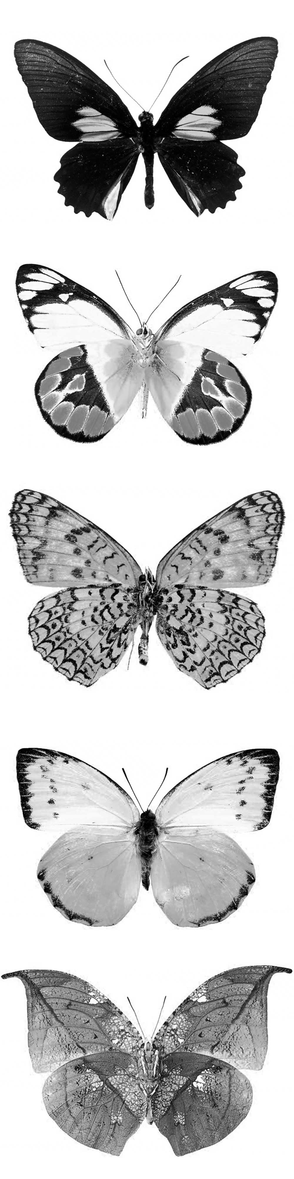 Pinceaux Papillons (4)