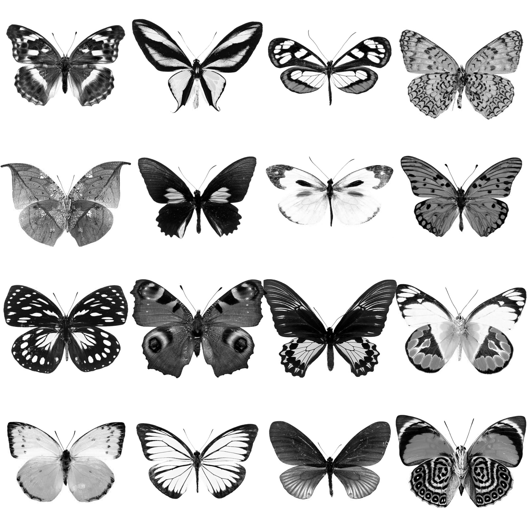 Pinceaux Papillons (4)