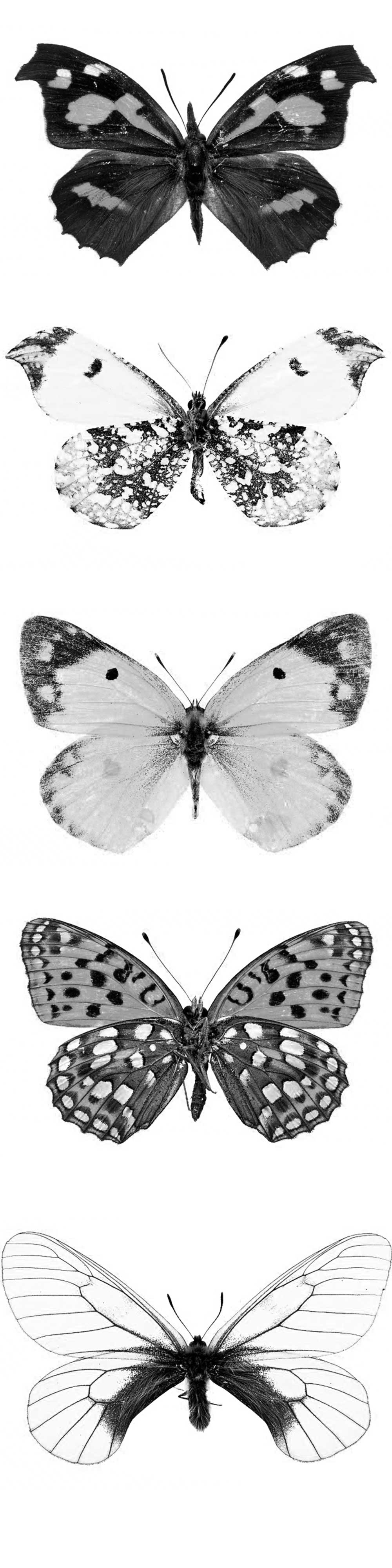 Pinceaux Papillons (5)