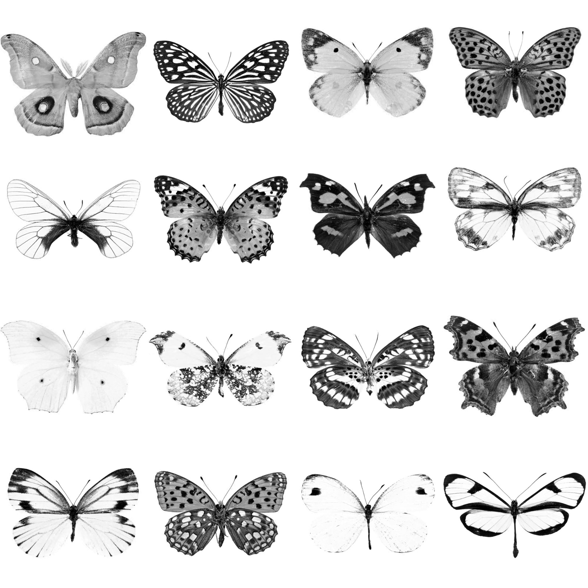 Pinceaux Papillons (5)