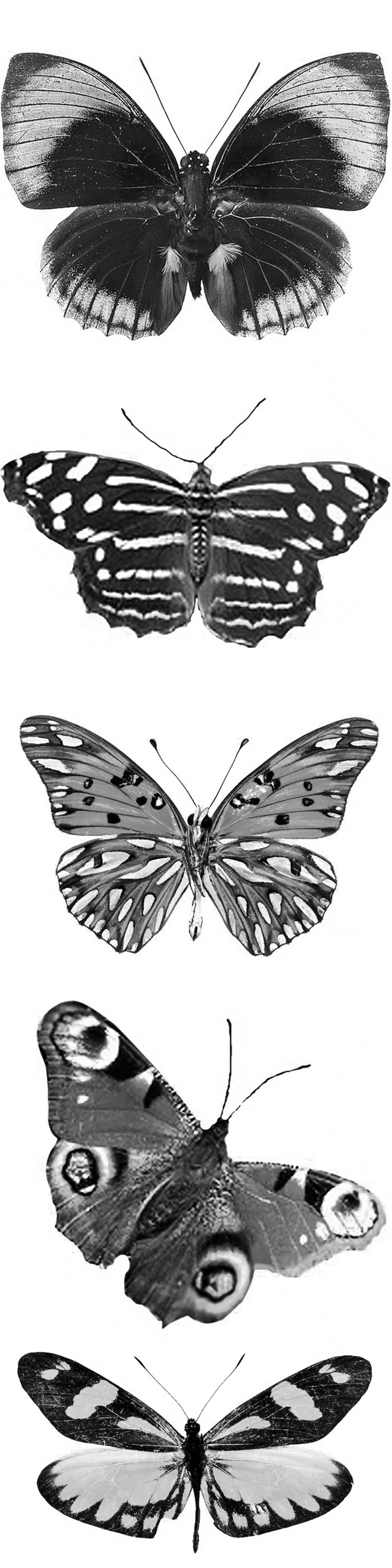 Pinceaux Papillons (6)