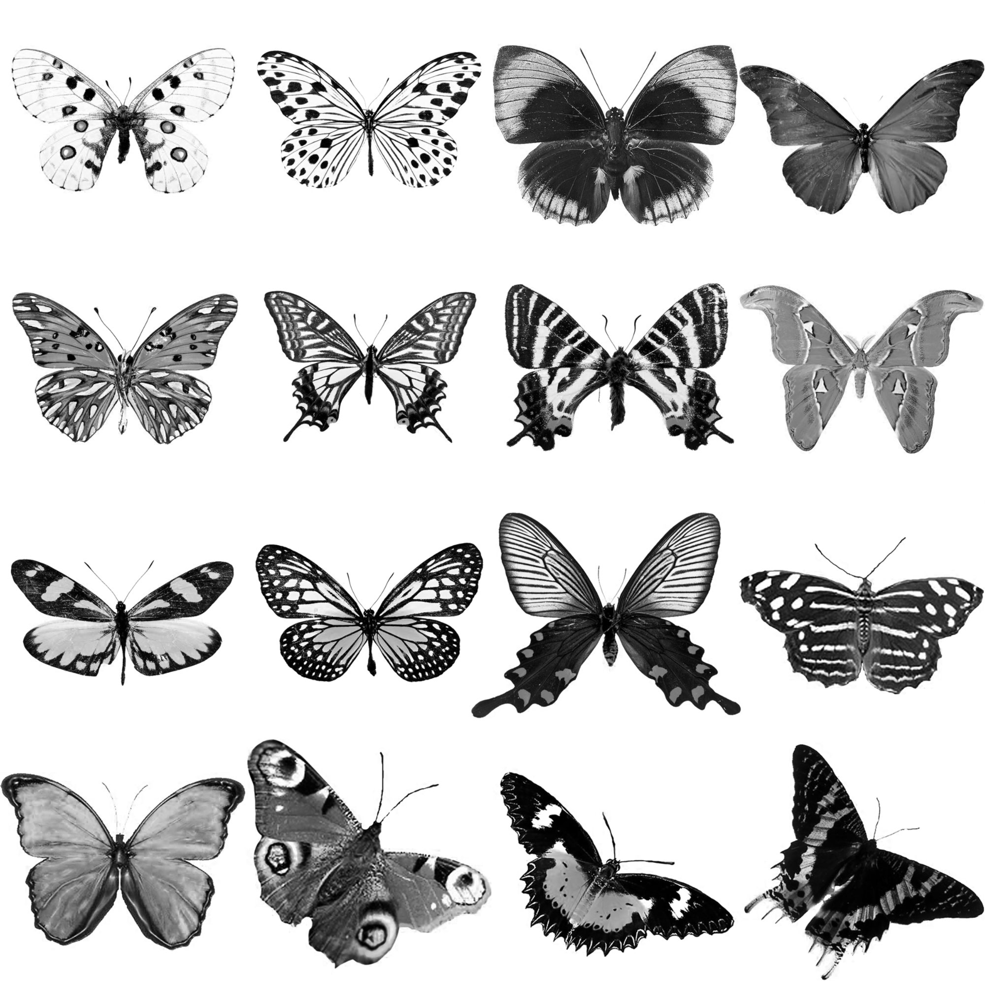 Pinceaux Papillons (6)