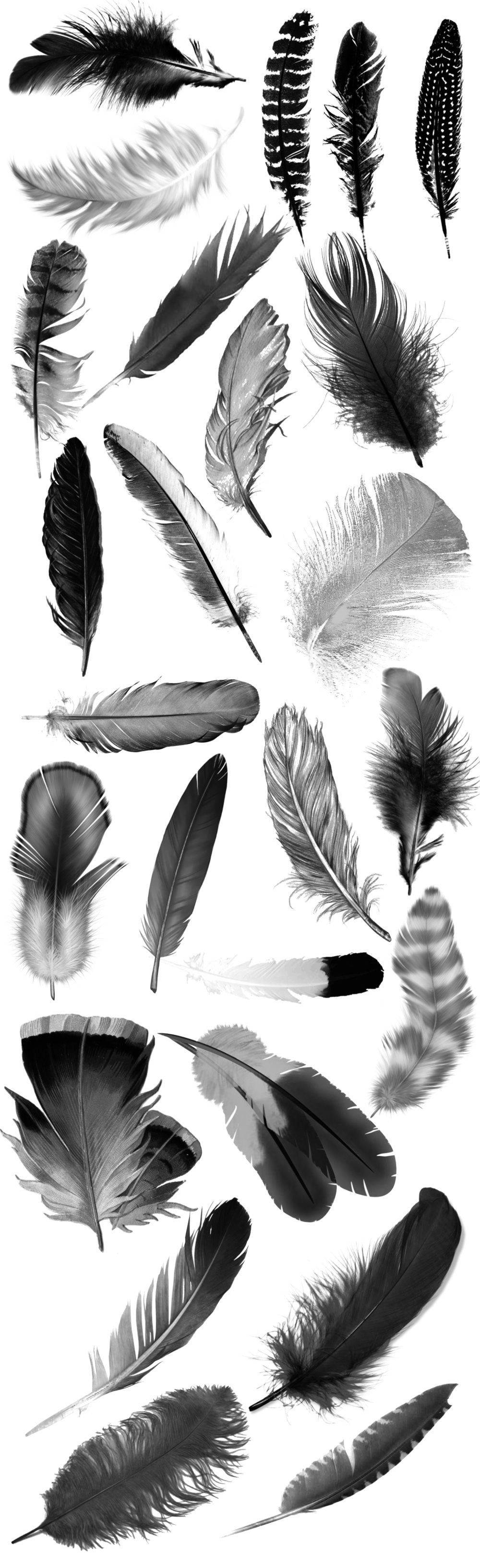 Pinceaux Plumes (1)