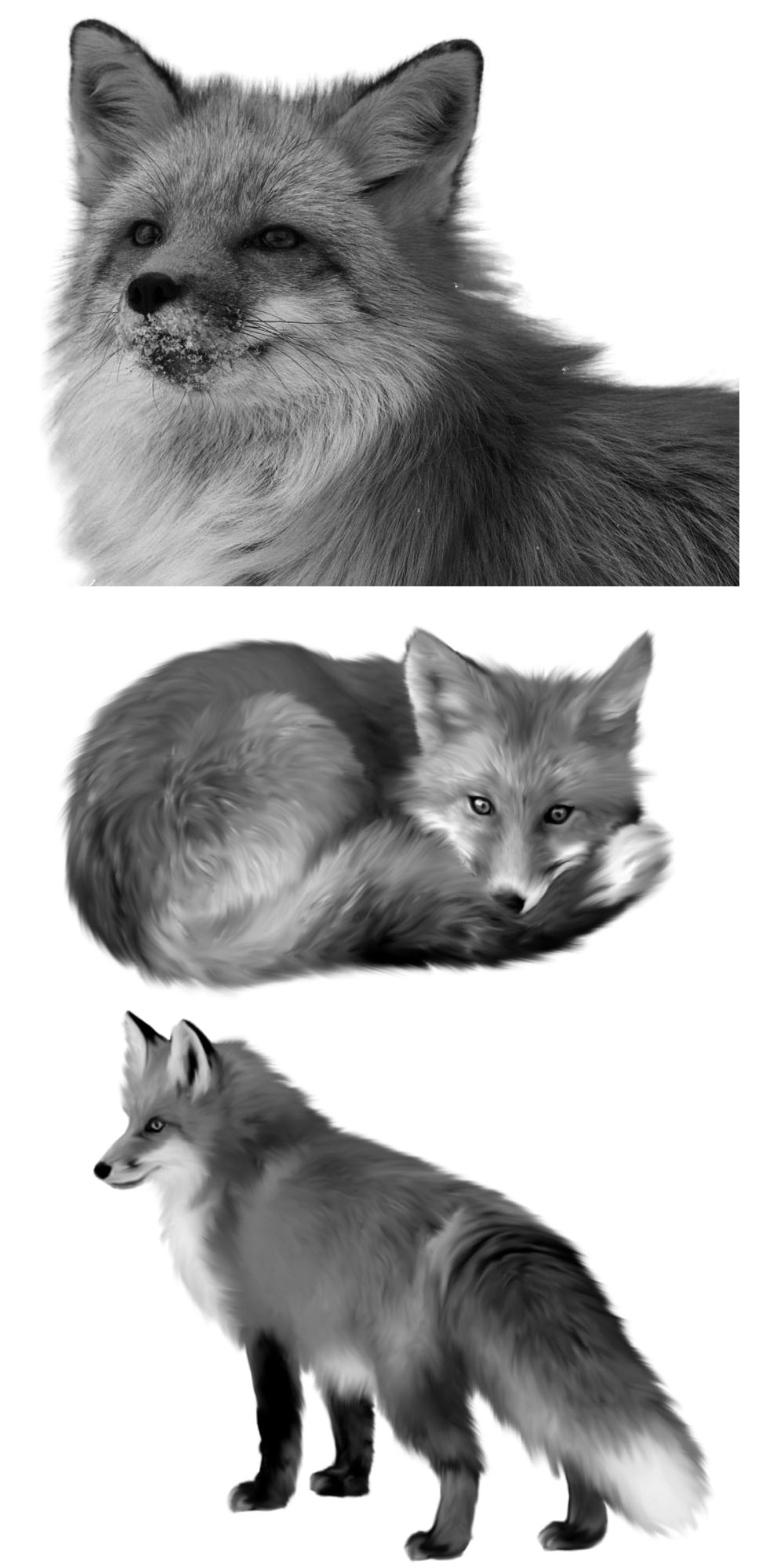 Pinceaux Renards (1) Pinceaux Renards (1)