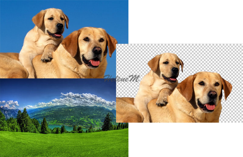 2 images sources et détourage des chiens