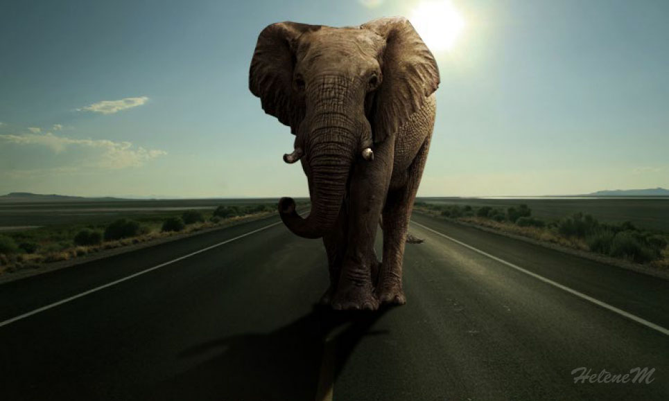 Photomontage, intégrer un éléphant sur une route