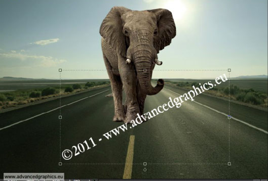 Ajouter l'éléphant sur la route