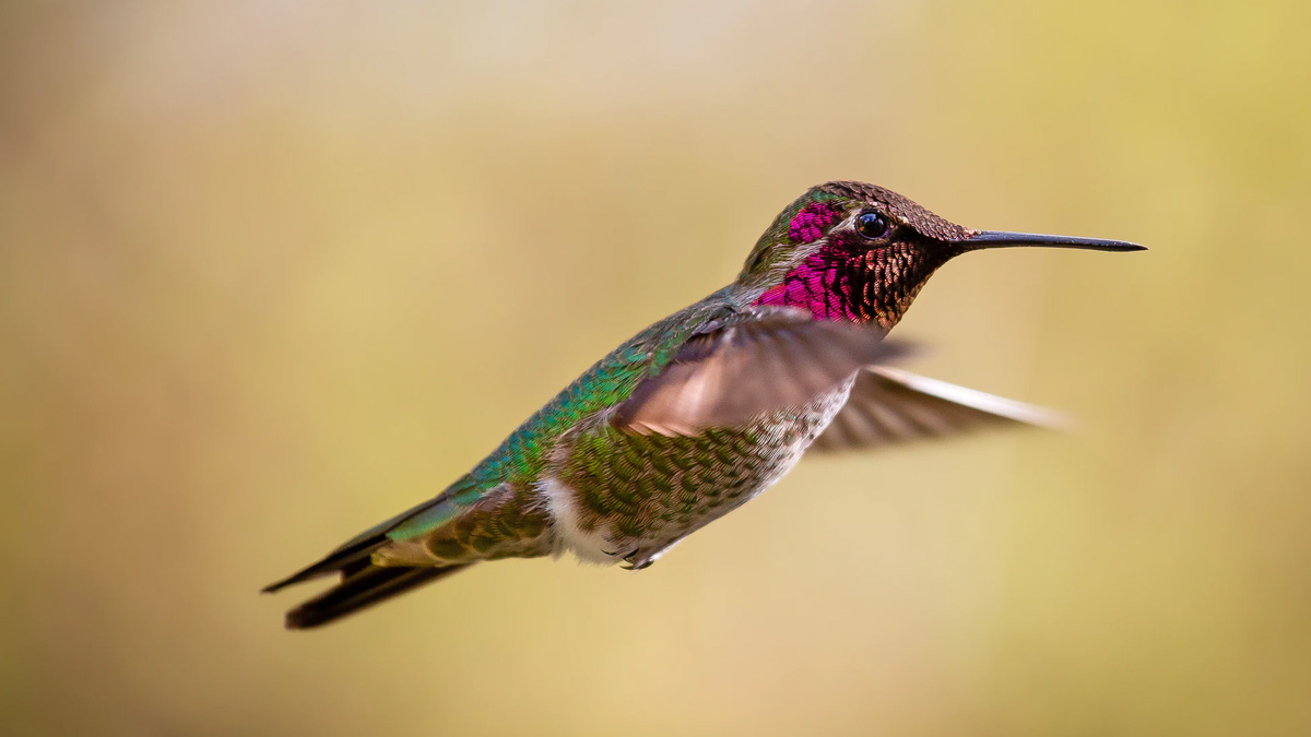 Photo colibri