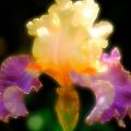 Actions Flou artistique