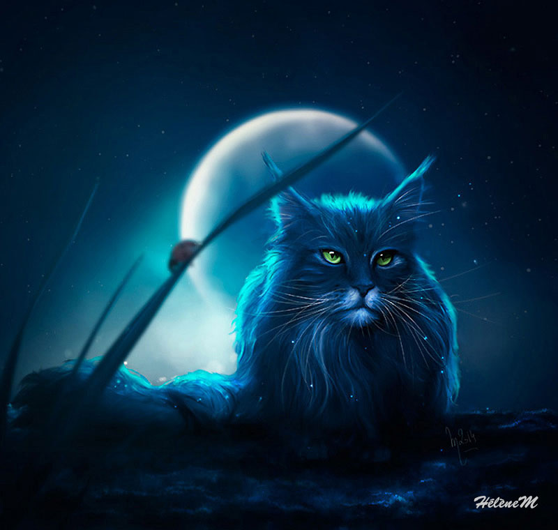 Chat-lynx à la pleine Lune - HélèneM
