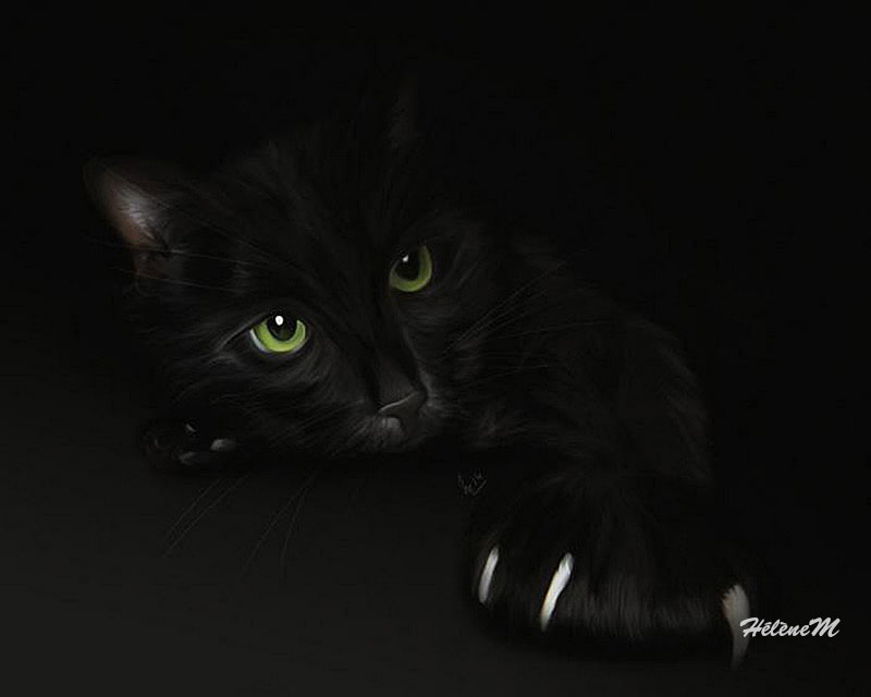 Chat noir - HélèneM