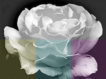 Paramètres Courbes (7) couleurs Paramètres Courbes (7) couleurs