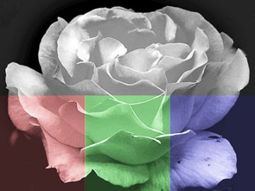 Paramètres Courbes (7) couleurs Paramètres Courbes (7) couleurs