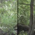 Camera Raw améliorer le contraste