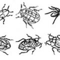 Formes Insectes 02