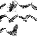 Formes Aigles (3)