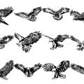 Formes Aigles (4)