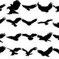 Formes Aigles (5)