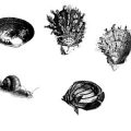 Formes Animaux marins (1)