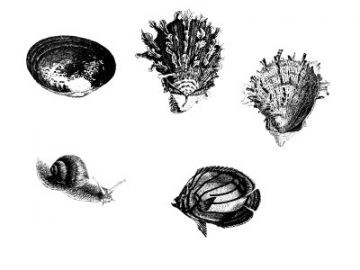 Formes : Animaux marins (1) Formes Animaux marins (1)